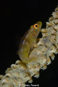 Whip Coral Goby - Watch me whip... by Rickey Ferand 